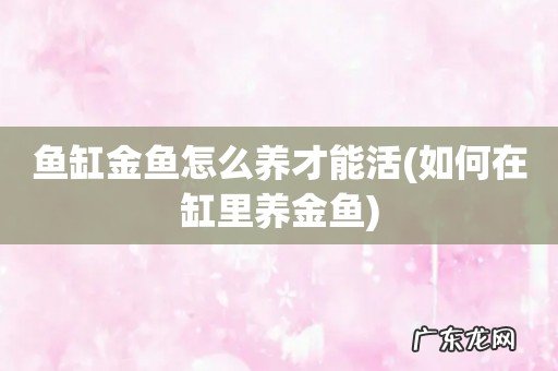 如何在缸里养金鱼 鱼缸金鱼怎么养才能活
