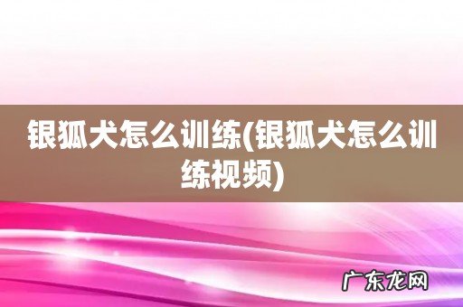 银狐犬怎么训练视频 银狐犬怎么训练