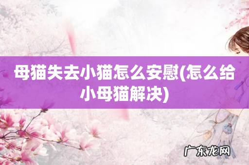 怎么给小母猫解决 母猫失去小猫怎么安慰