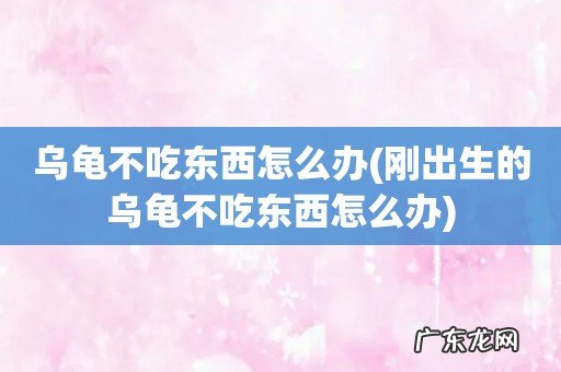 刚出生的乌龟不吃东西怎么办 乌龟不吃东西怎么办