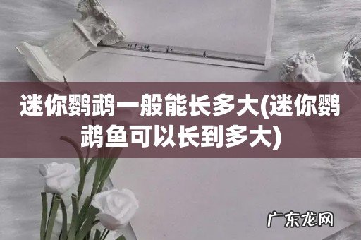 迷你鹦鹉鱼可以长到多大 迷你鹦鹉一般能长多大