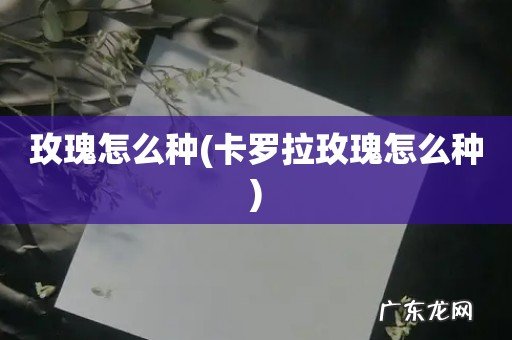 卡罗拉玫瑰怎么种 玫瑰怎么种