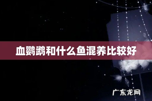 血鹦鹉和什么鱼混养比较好