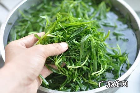 扫帚苗熬水的功效与作用 扫帚苗治什么病