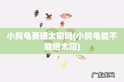 小鳄龟能不能晒太阳 小鳄龟要晒太阳吗