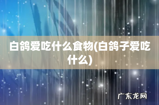 白鸽子爱吃什么 白鸽爱吃什么食物