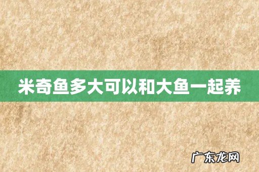 米奇鱼多大可以和大鱼一起养