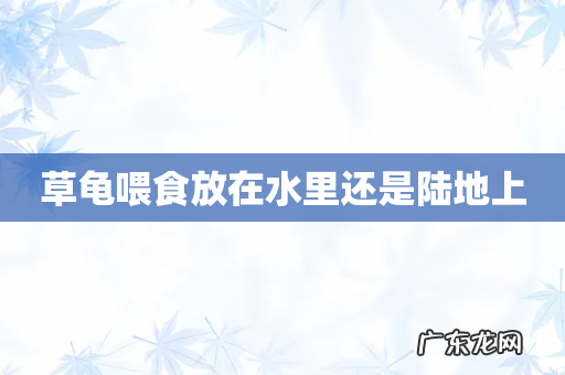 草龟喂食放在水里还是陆地上
