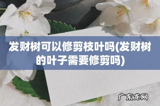 发财树的叶子需要修剪吗 发财树可以修剪枝叶吗