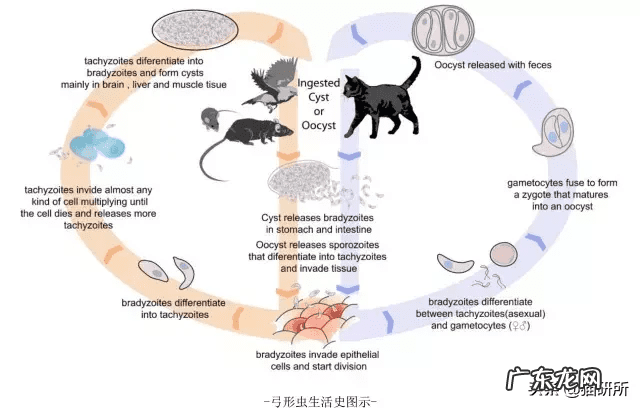 患弓形虫病的症状 弓形虫病的症状图片
