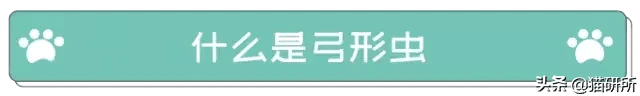 患弓形虫病的症状 弓形虫病的症状图片