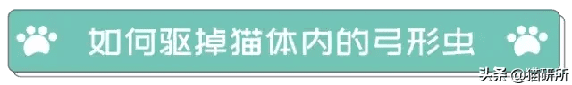 患弓形虫病的症状 弓形虫病的症状图片