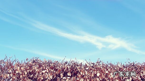 名字的种类 有型的名字