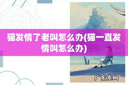 猫一直发情叫怎么办 猫发情了老叫怎么办