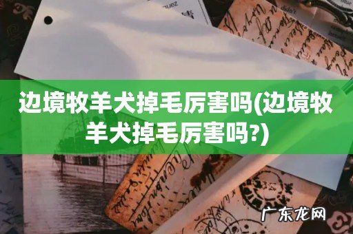边境牧羊犬掉毛厉害吗? 边境牧羊犬掉毛厉害吗