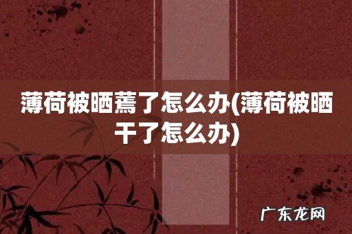 薄荷被晒干了怎么办 薄荷被晒蔫了怎么办