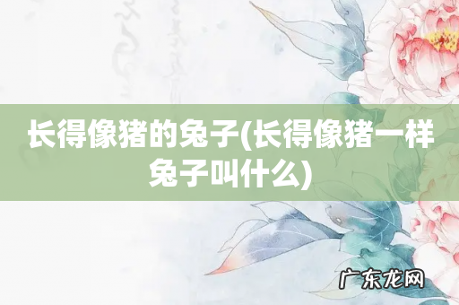 长得像猪一样兔子叫什么 长得像猪的兔子