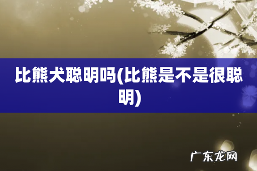 比熊是不是很聪明 比熊犬聪明吗
