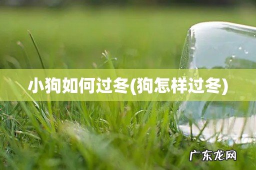 狗怎样过冬 小狗如何过冬
