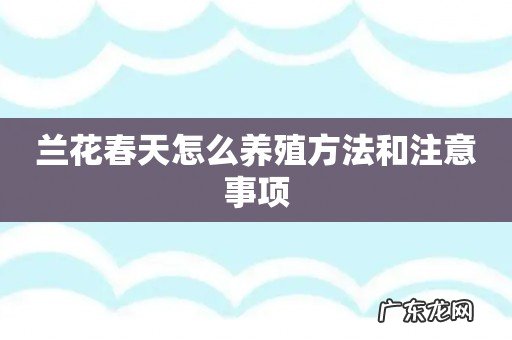 兰花春天怎么养殖方法和注意事项