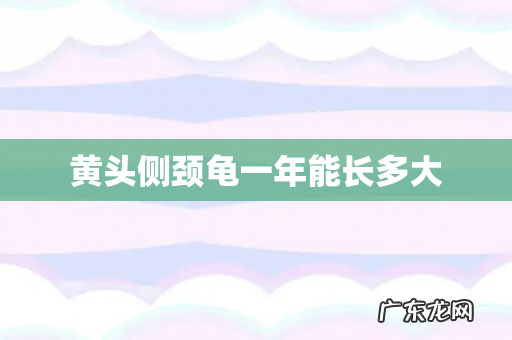 黄头侧颈龟一年能长多大