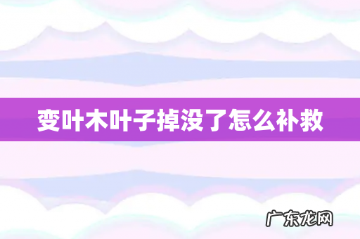变叶木叶子掉没了怎么补救