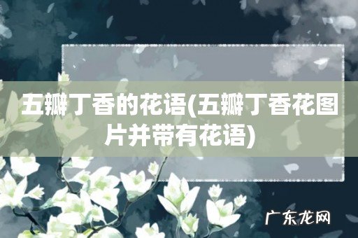 五瓣丁香花图片并带有花语 五瓣丁香的花语