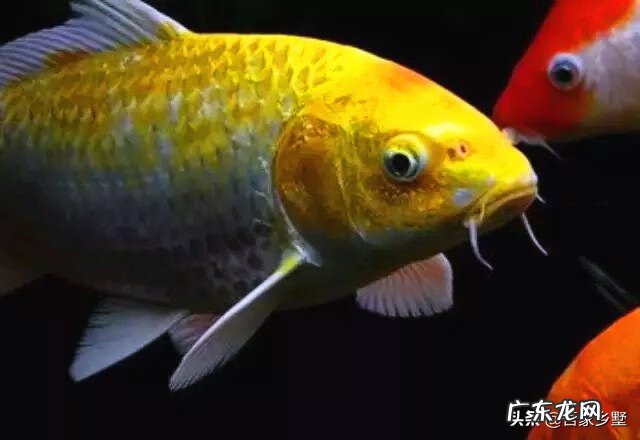 养鱼都养什么颜色的好风水 养什么颜色鱼风水最好