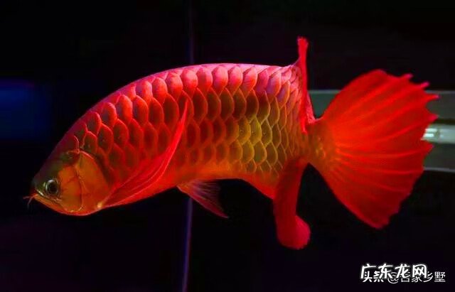 养鱼都养什么颜色的好风水 养什么颜色鱼风水最好