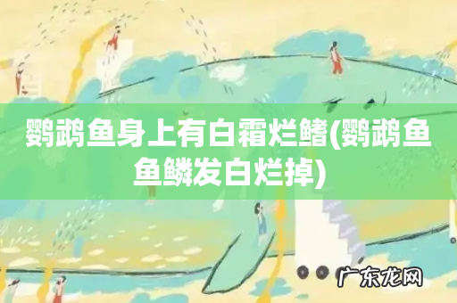 鹦鹉鱼鱼鳞发白烂掉 鹦鹉鱼身上有白霜烂鳍