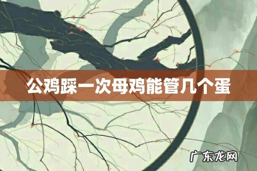 公鸡踩一次母鸡能管几个蛋