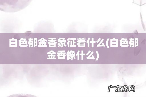 白色郁金香像什么 白色郁金香象征着什么