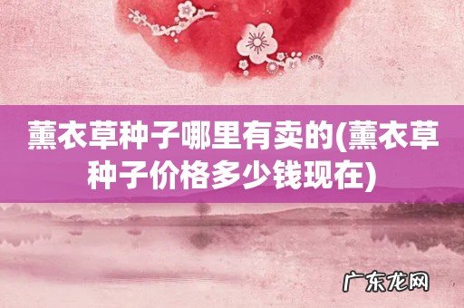 薰衣草种子价格多少钱现在 薰衣草种子哪里有卖的