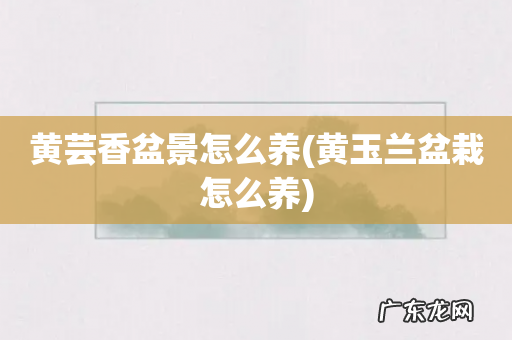 黄玉兰盆栽怎么养 黄芸香盆景怎么养