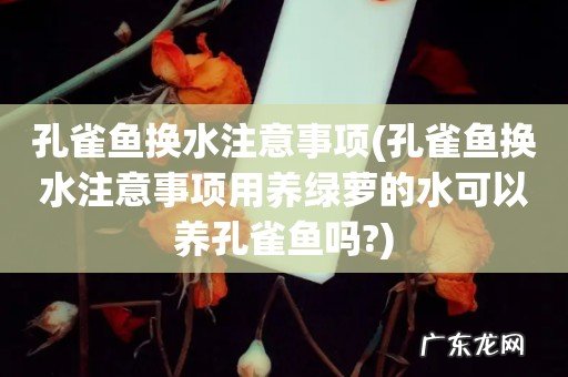孔雀鱼换水注意事项用养绿萝的水可以养孔雀鱼吗? 孔雀鱼换水注意事项
