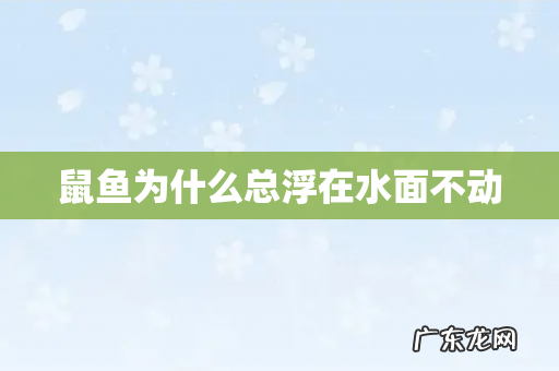 鼠鱼为什么总浮在水面不动