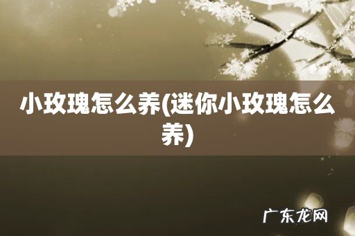 迷你小玫瑰怎么养 小玫瑰怎么养