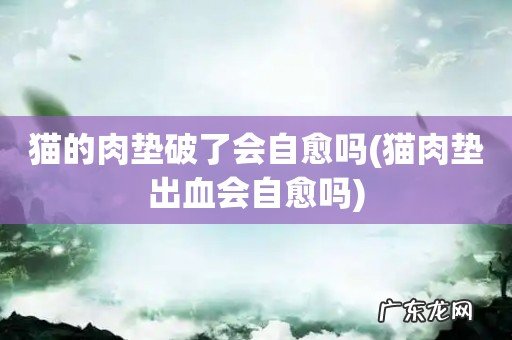 猫肉垫出血会自愈吗 猫的肉垫破了会自愈吗