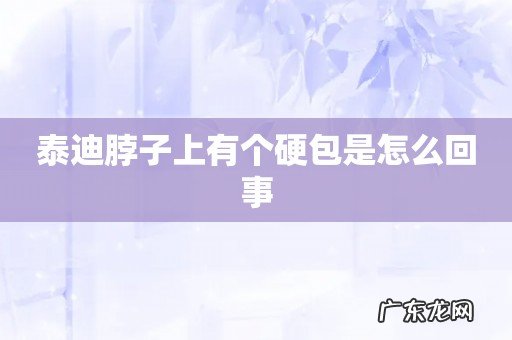 泰迪脖子上有个硬包是怎么回事