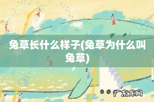 兔草为什么叫兔草 兔草长什么样子