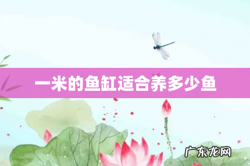 一米的鱼缸适合养多少鱼