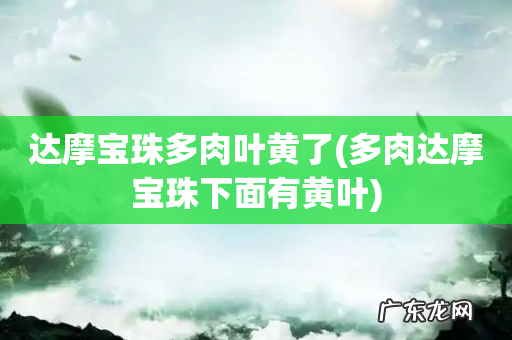 多肉达摩宝珠下面有黄叶 达摩宝珠多肉叶黄了