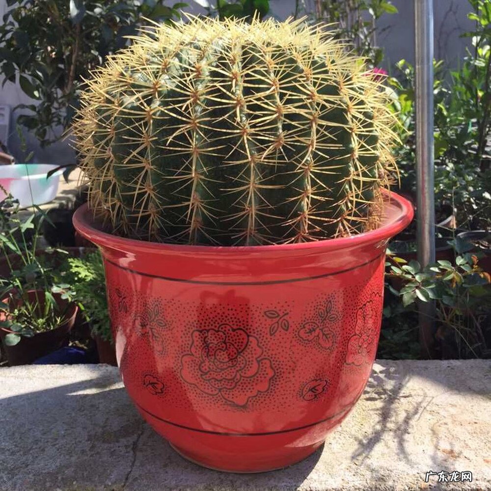 家中仙人掌摆放风水 风水仙人掌怎么扔