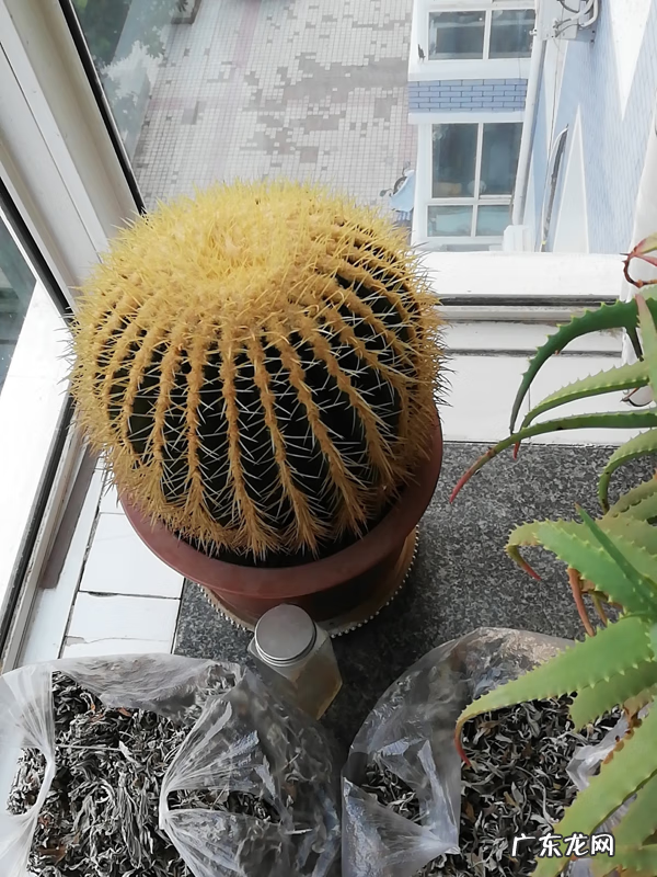 家中仙人掌摆放风水 风水仙人掌怎么扔