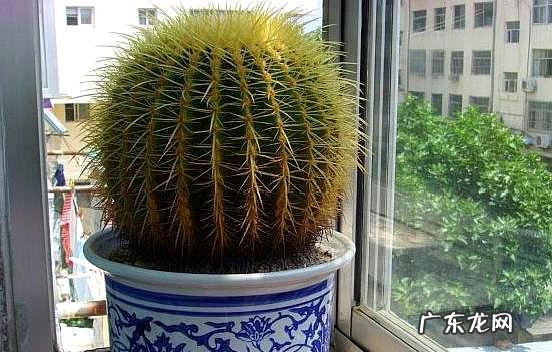 家中仙人掌摆放风水 风水仙人掌怎么扔