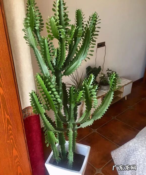 家中仙人掌摆放风水 风水仙人掌怎么扔