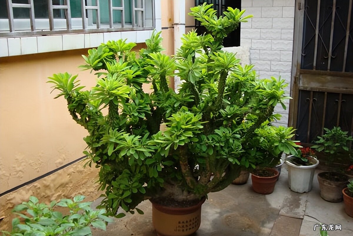 家中仙人掌摆放风水 风水仙人掌怎么扔