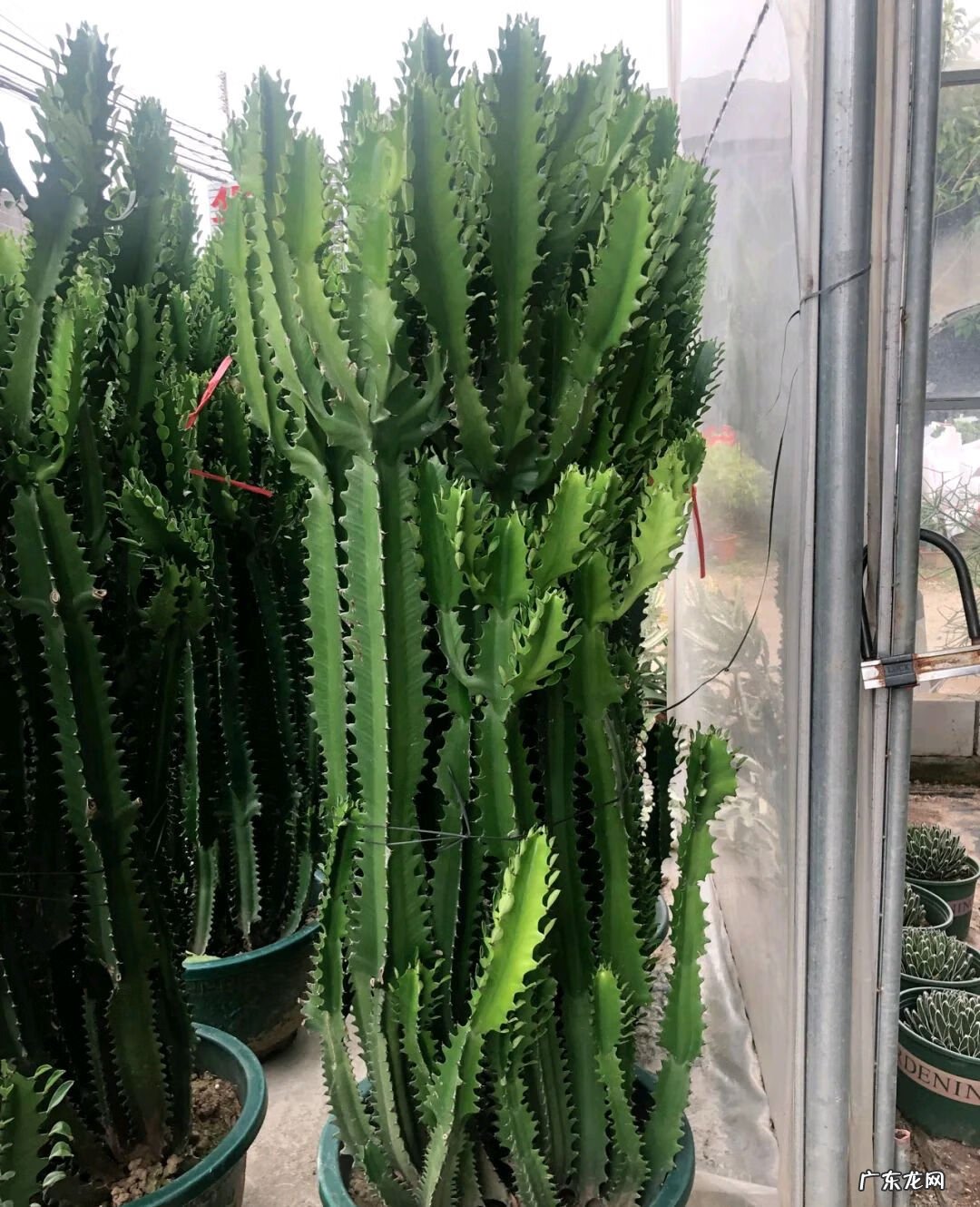 家中仙人掌摆放风水 风水仙人掌怎么扔