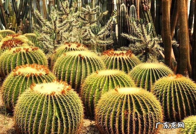 家中仙人掌摆放风水 风水仙人掌怎么扔