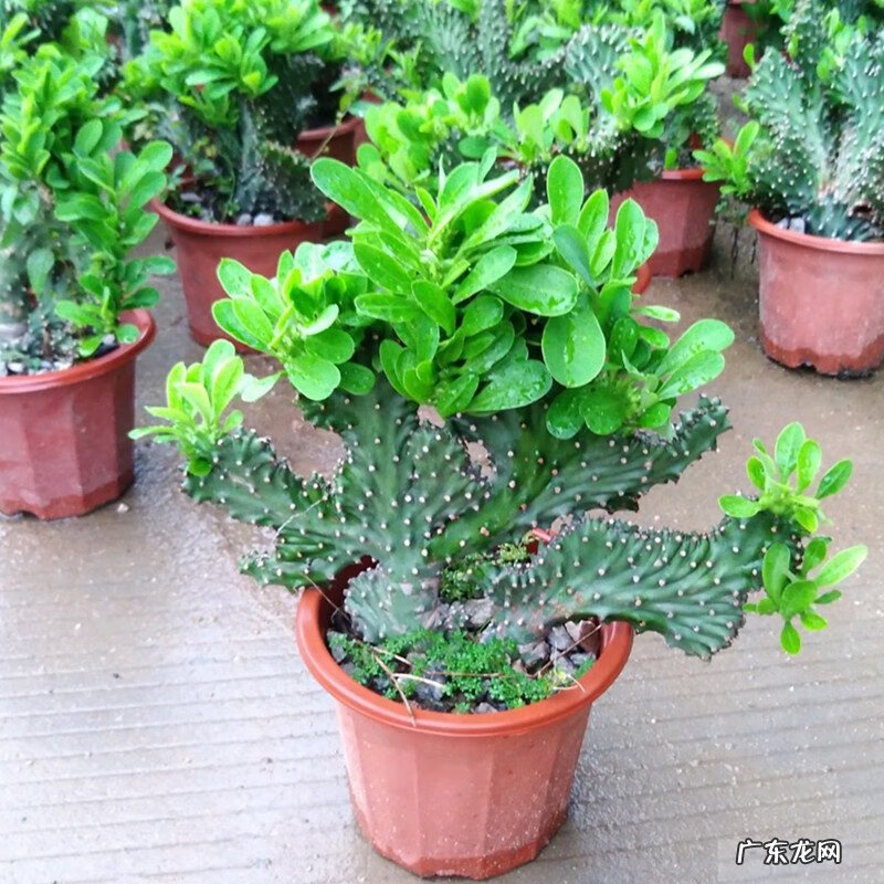 家中仙人掌摆放风水 风水仙人掌怎么扔